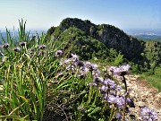 50 Globularia cardifolia (Vedovella celeste) con vista in Filaressa